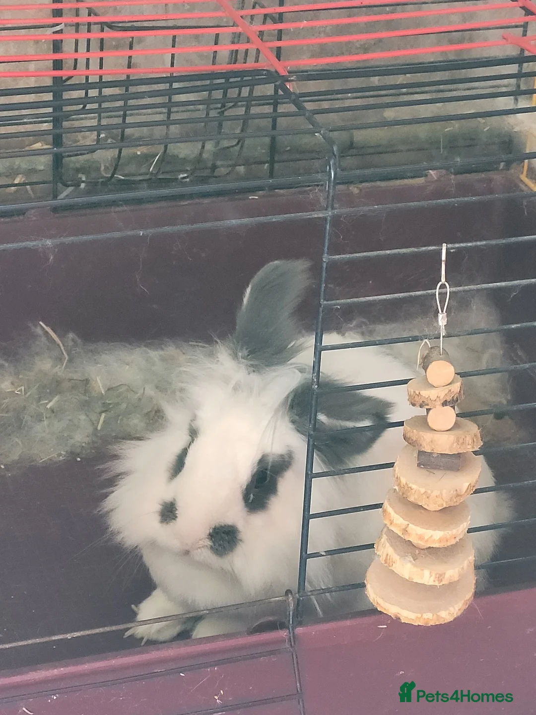 Mixed Breed rabbits for sale: Bonded rabbits needing a new home. £30 - Advert 3