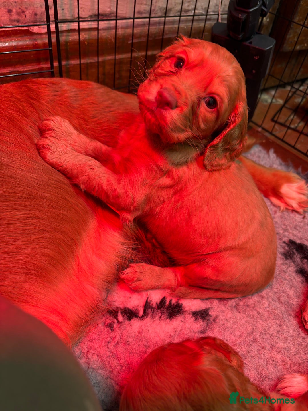 Cocker Spaniel dogs for sale: Golden Cocker spaniel puppies working bred  - Advert 12