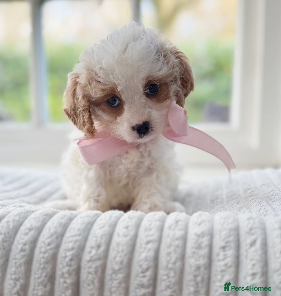 Cavapoochon dogs for sale: Cavapoochon puppies ready to leave 23 December  - Advert 14