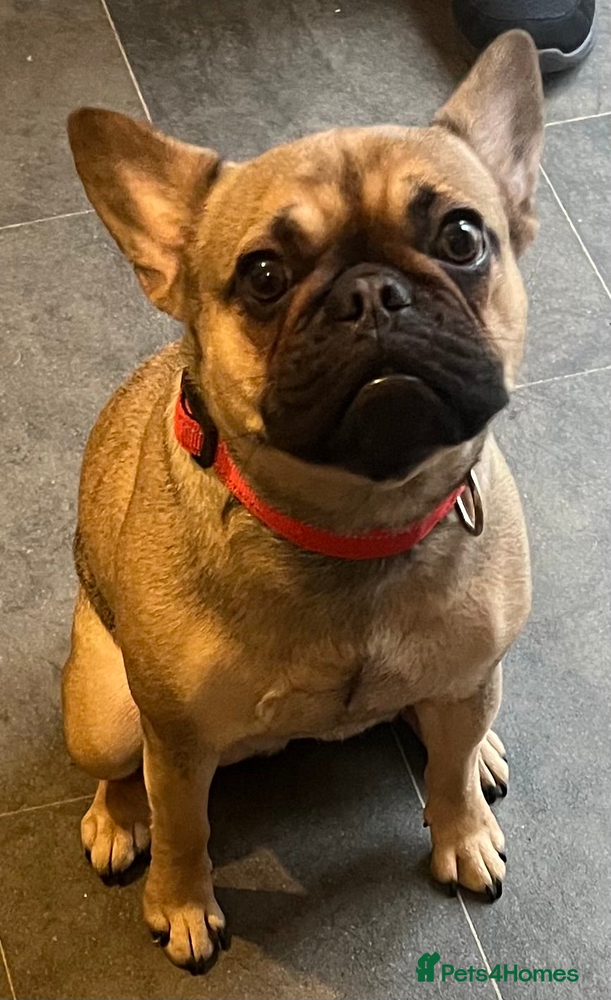 French Bulldog dogs Beautiful female frenchie - Advert 15