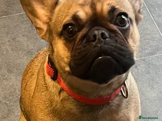 French Bulldog dogs Beautiful female frenchie - Advert 15