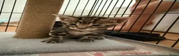 Bengal cats for sale: Half glitter marbled Bengal & tabby  in Gosport - Advert 6
