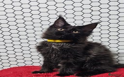 Maine Coon cats for sale: Pure breed Maine Coons Kittens  - Image 4