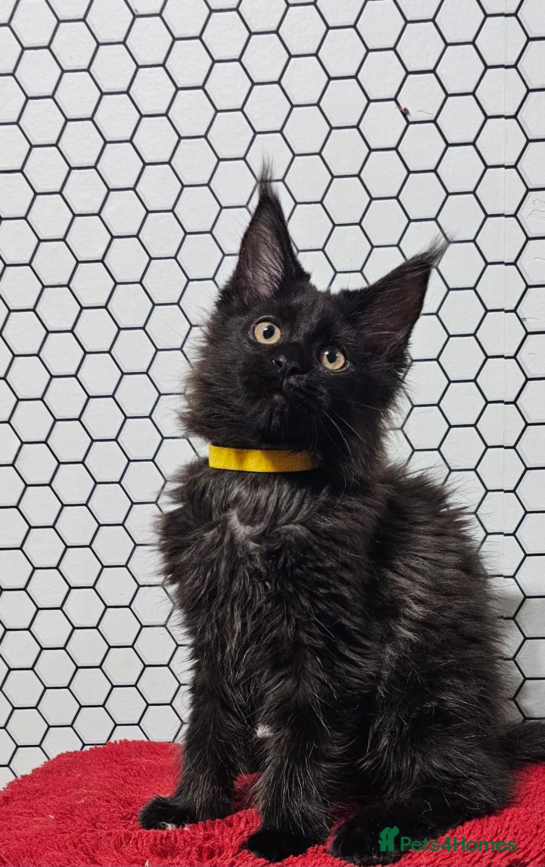 Maine Coon cats for sale: Pure breed Maine Coons Kittens  - Image 4