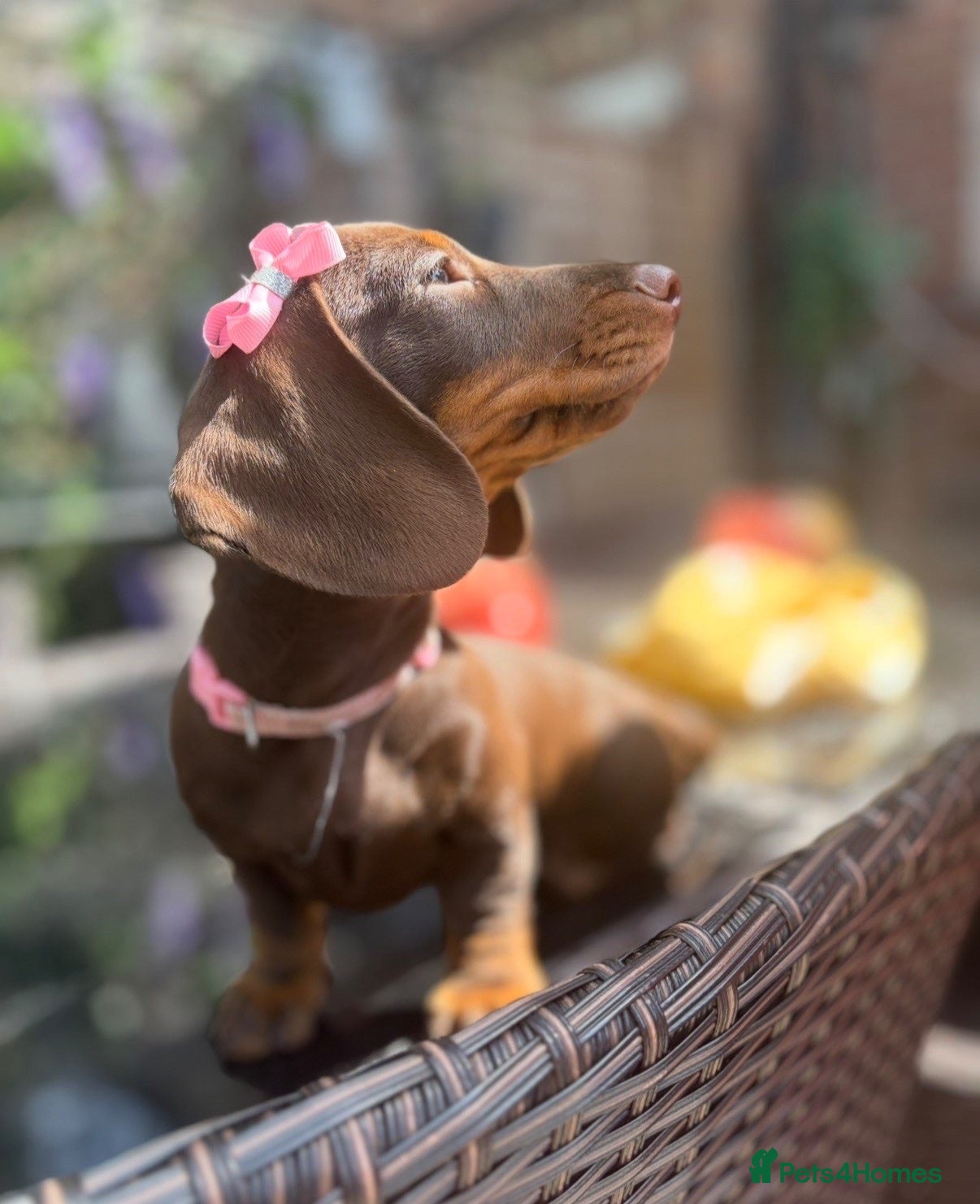 Miniature Dachshund dogs FULLY VACCINATED miniature Daschund babies - Advert 11