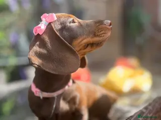Miniature Dachshund dogs FULLY VACCINATED miniature Daschund babies - Advert 11