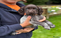 Cocker Spaniel dogs for sale: READY NOW KC Reg Working Cocker spaniel puppies - Image 2