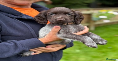 Cocker Spaniel dogs - Advert 13