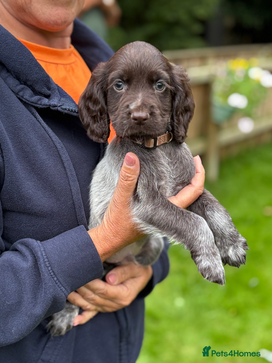 Cocker Spaniel dogs for sale: READY NOW KC Reg Working Cocker spaniel puppies - Image 2