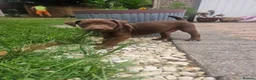 Patterdale Terrier dogs for sale: Chocolate Patterdale Terriers - Advert 3