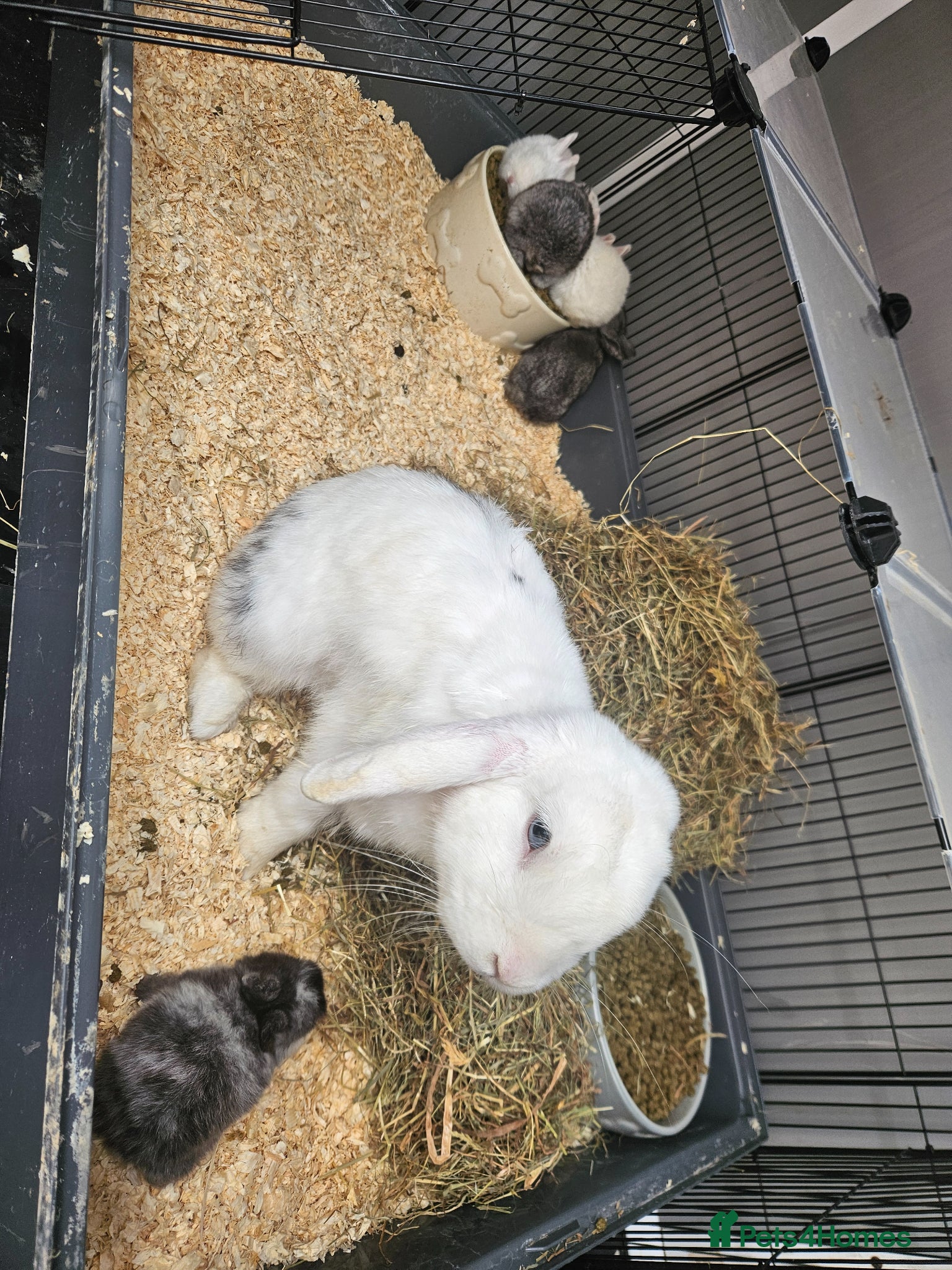 Mixed Breed rabbits  lop/lionhead and lop/dutch litters - Advert 2