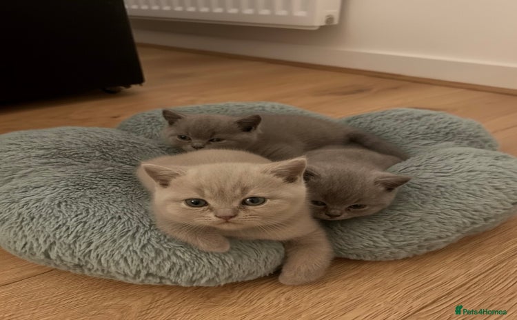 British Shorthair cats 1 Lilac Boy British Shorthair   - Advert 2