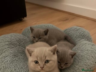 British Shorthair cats 1 Lilac Boy British Shorthair - Advert 3