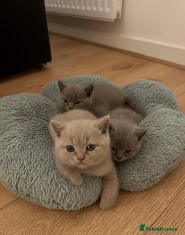 British Shorthair cats 1 Lilac Boy British Shorthair - Advert 10