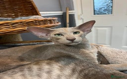 Oriental cats for sale: Gccf registered lilac girl spayed  - Image 6