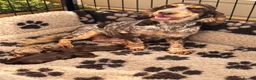 Cockapoo dogs for sale: Stunning Merle & Choc Cockapoo’s  - Advert 4