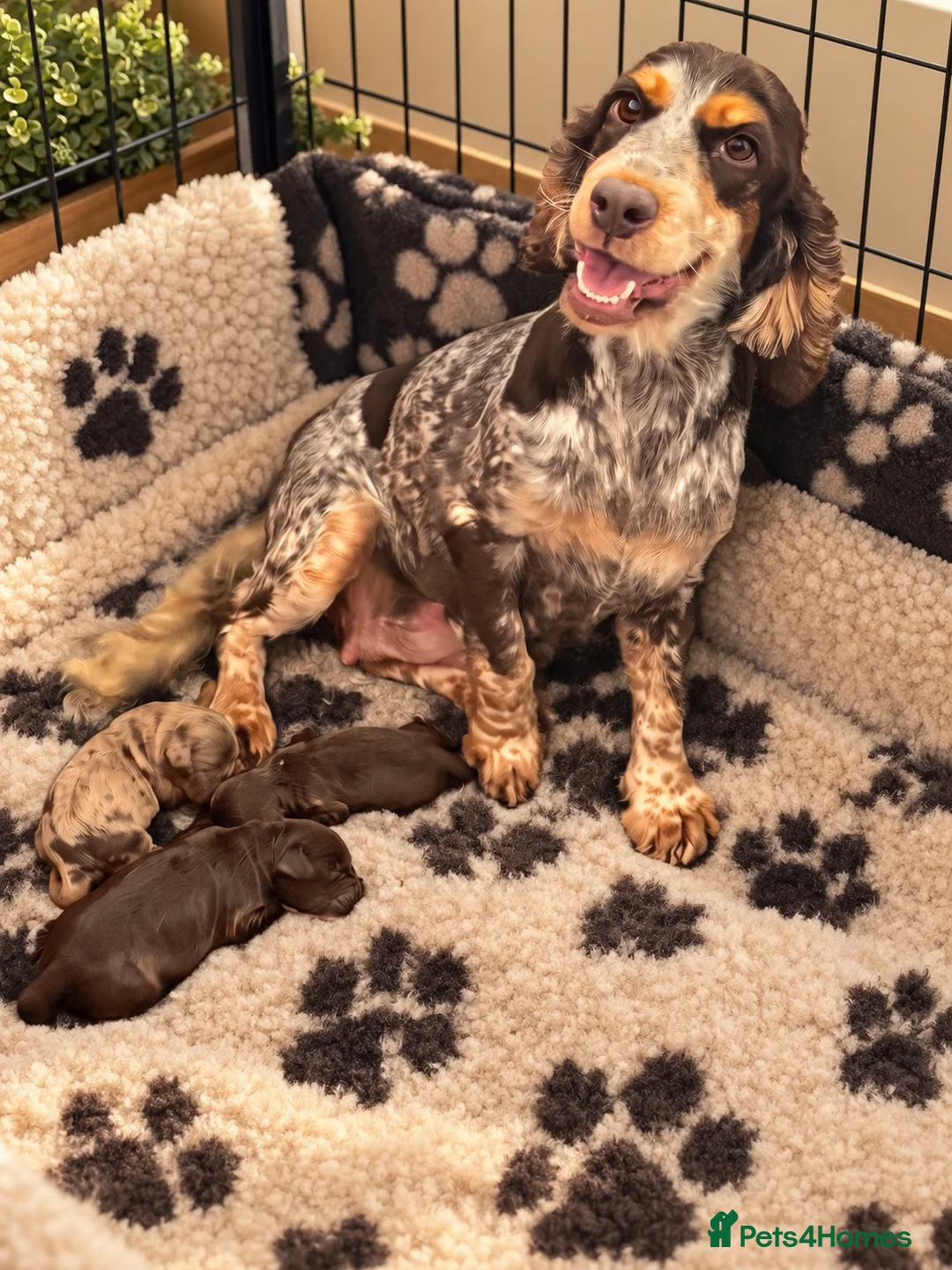 Cockapoo dogs for sale: Stunning Merle & Choc Cockapoo’s  - Advert 4