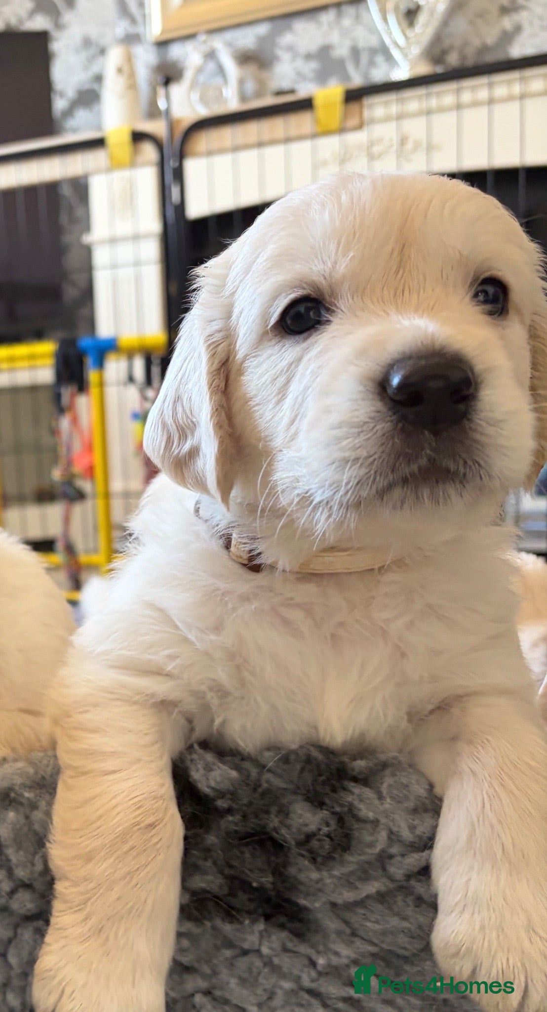 Golden Retriever dogs BEAUTIFUL KC REG SHOWLINE GOLDEN RETRIEVER PUPPIES - Advert 2