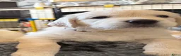 Golden Retriever dogs for sale: BEAUTIFUL KC REG SHOWLINE GOLDEN RETRIEVER PUPPIES - Advert 8