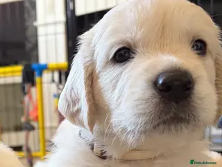 Golden Retriever dogs BEAUTIFUL KC REG SHOWLINE GOLDEN RETRIEVER PUPPIES - Advert 6