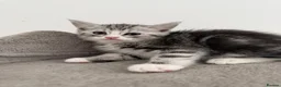 Persian cats for sale: Persian silver kittens 🩷 - Advert 13