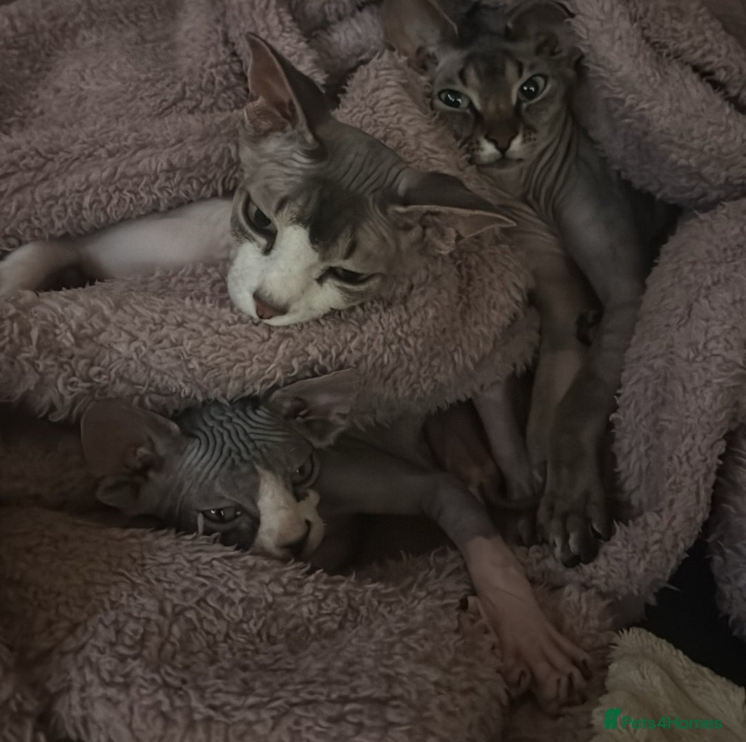 Sphynx cats for sale: Beautiful Sphynx boy in need of a loving home!  - Advert 2