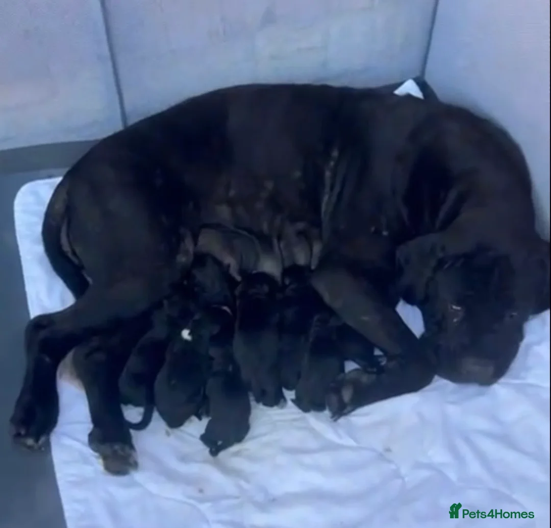 Cane Corso dogs for sale: Cane Corso puppies for sale in Mansfield - Advert 1