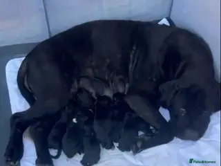 Cane Corso dogs Cane Corso puppies for sale in Mansfield - Advert 1