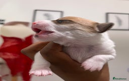 Mixed Breed dogs for sale: 🐾 Loving Homes Wanted for Two Puppies & Dad 🐾 - Image 27