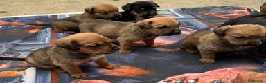 Rottweiler 3