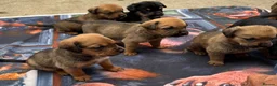 Rottweiler dogs for sale: Rottweilerx in Worcester - Advert 7