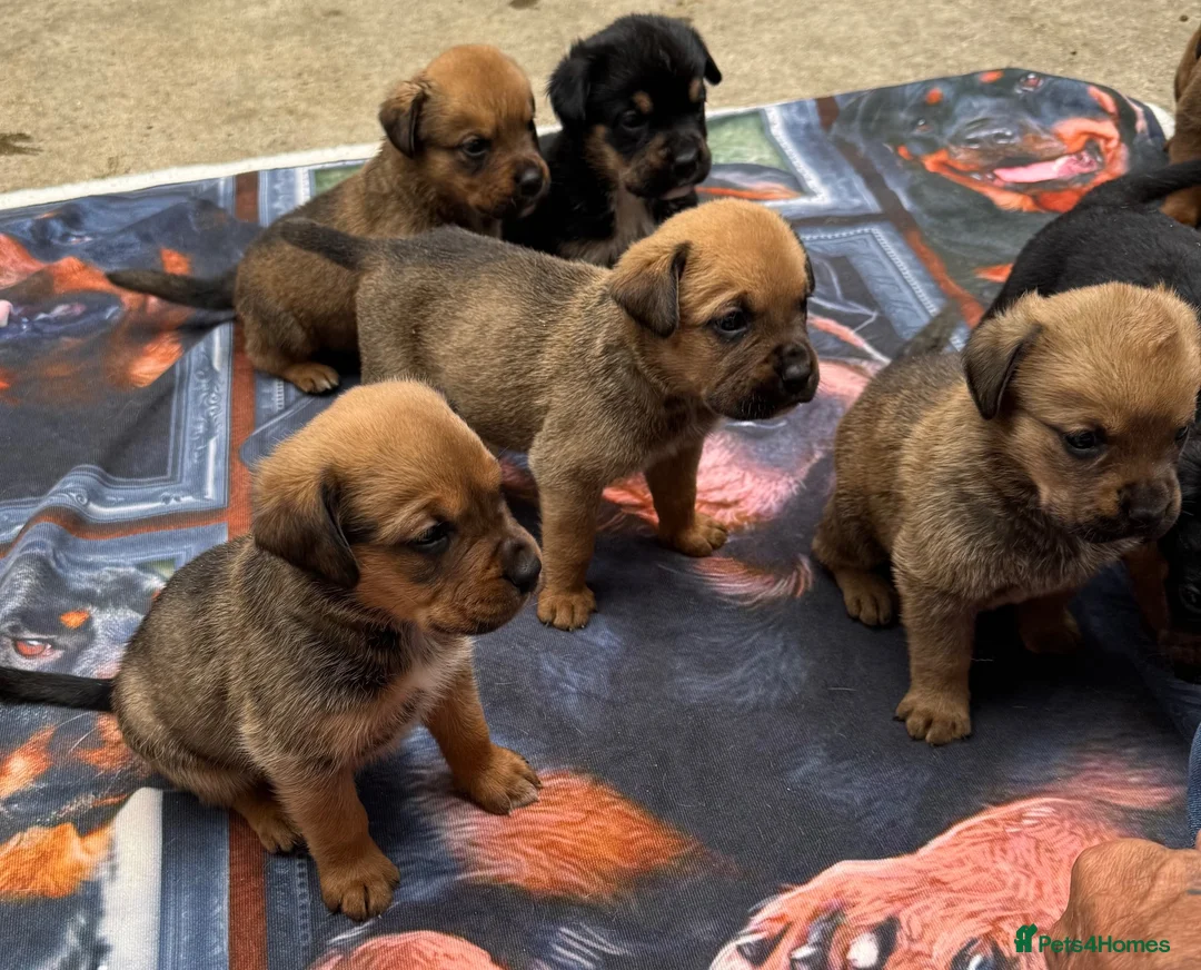 Rottweiler dogs for sale: Rottweilerx in Worcester - Advert 7