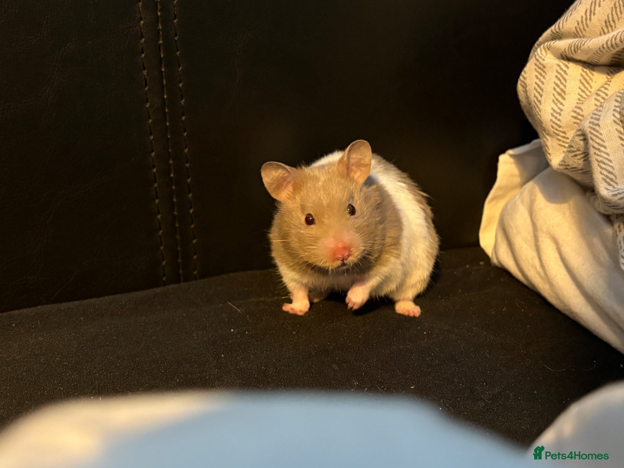 Hamster rodents Minnie  - Advert 2