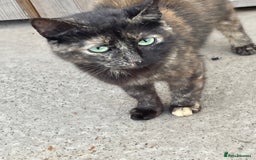Mixed Breed cats for sale: 4 beautiful boy kittens  - Image 18