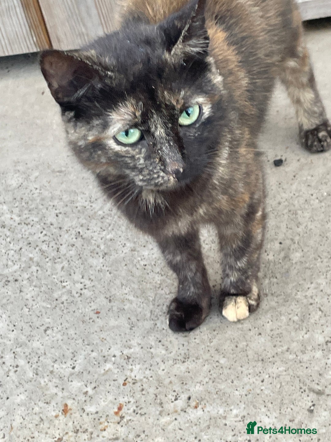Mixed Breed cats for sale: 4 beautiful boy kittens  - Image 18