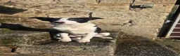 Border Collie dogs for sale: ISDS registered working collie pups - Advert 3