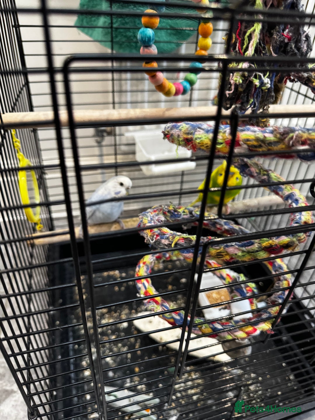 Budgerigars birds for sale: 2 beautiful budgie’s, male (green) female (blue) - Image 2