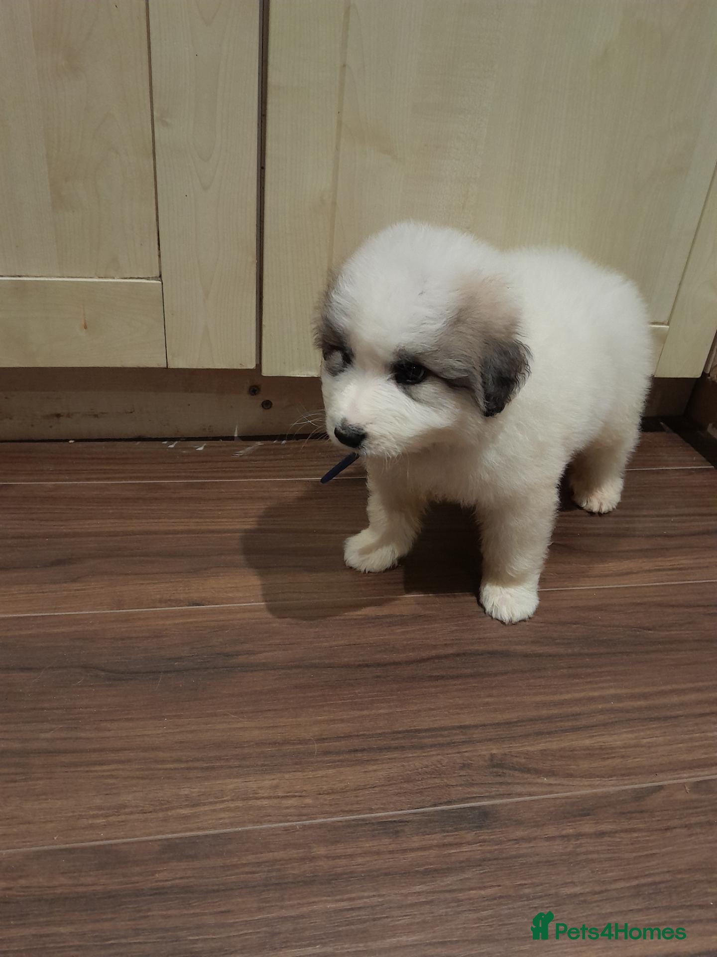 Pyrenean Mountain Dog dogs Fully registered kc pyrenean puppies  - Advert 1