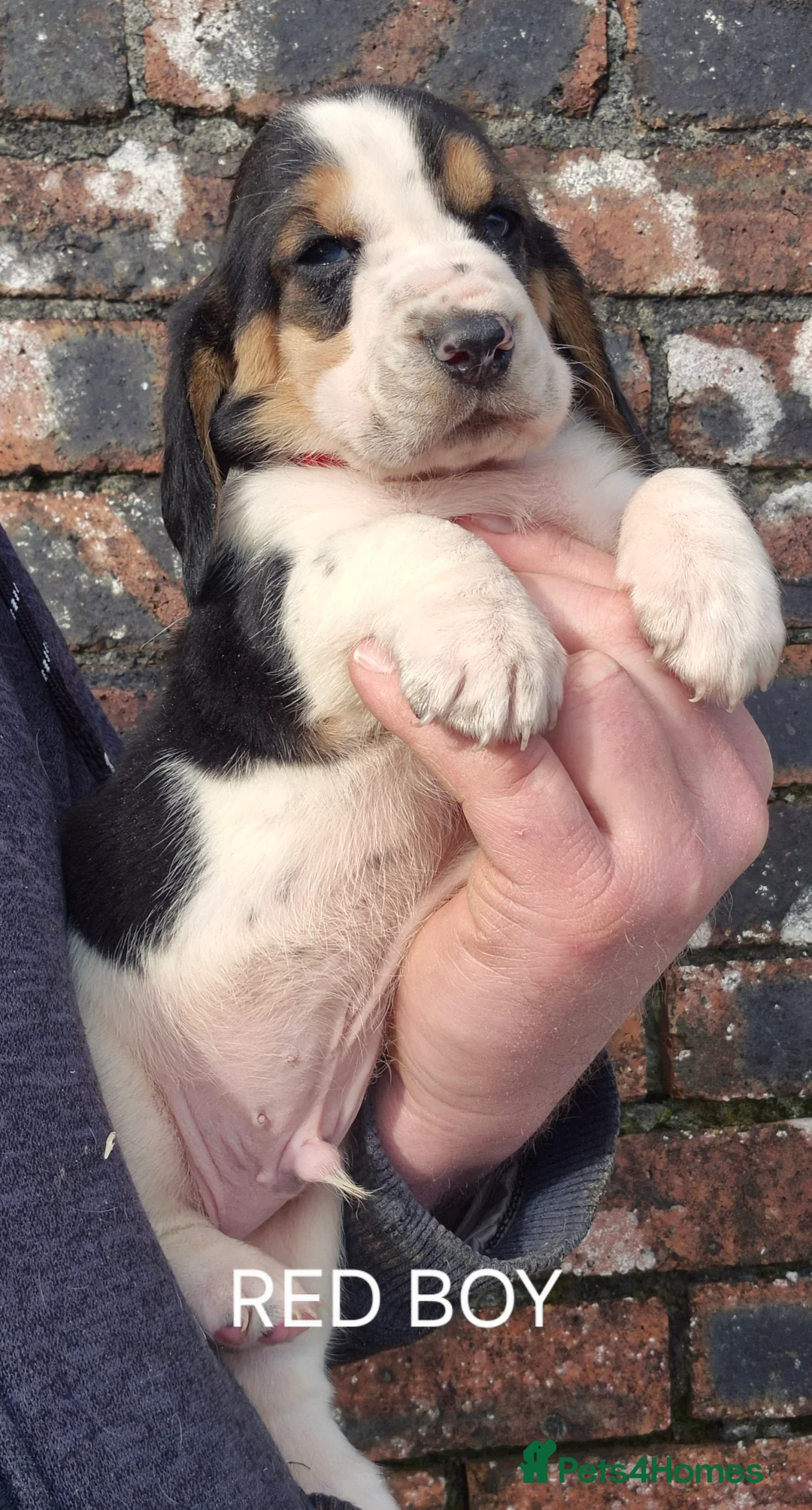 Basset Hound dogs for sale: KC BASSET HOUND PUPPIES HEALTH TESTED PARENTS  - Advert 18