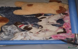 English Springer Spaniel dogs for sale: KC-ESS PUPPIES - DNA Health tested   - Image 23