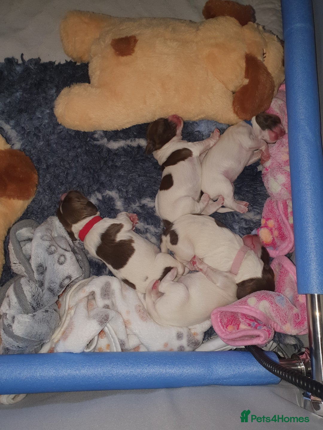 English Springer Spaniel dogs for sale: KC-ESS PUPPIES - DNA Health tested   - Image 23