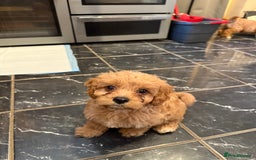 Cavapoo dogs for sale: Miniature cavapoo’s for sale - Image 5