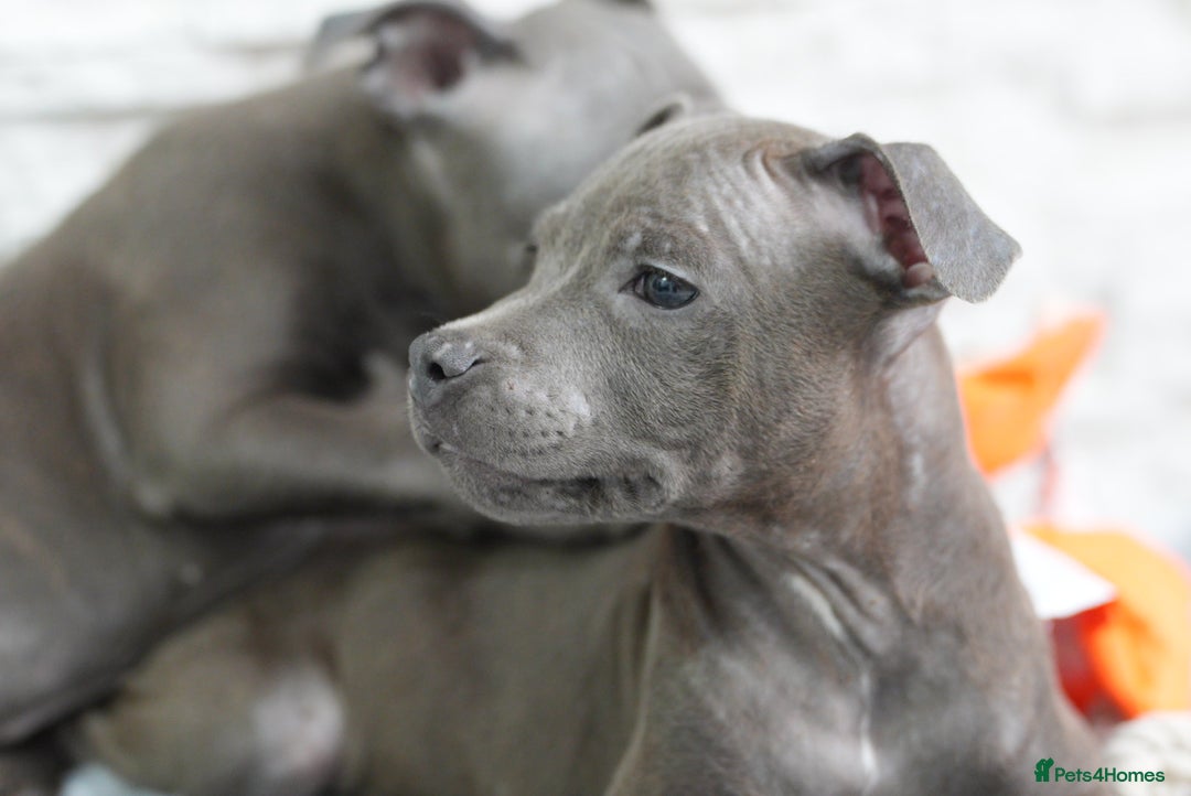 Staffordshire Bull Terrier dogs for sale:  Staffy Puppies 🐶  - Image 7