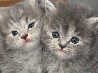 Persian cats - Advert 26