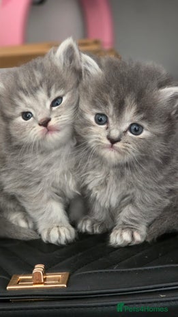 Persian cats - Advert 12
