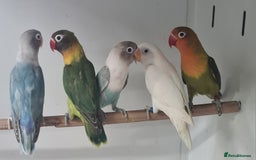 Lovebirds birds for sale: Lovely Lovebirds - Image 8