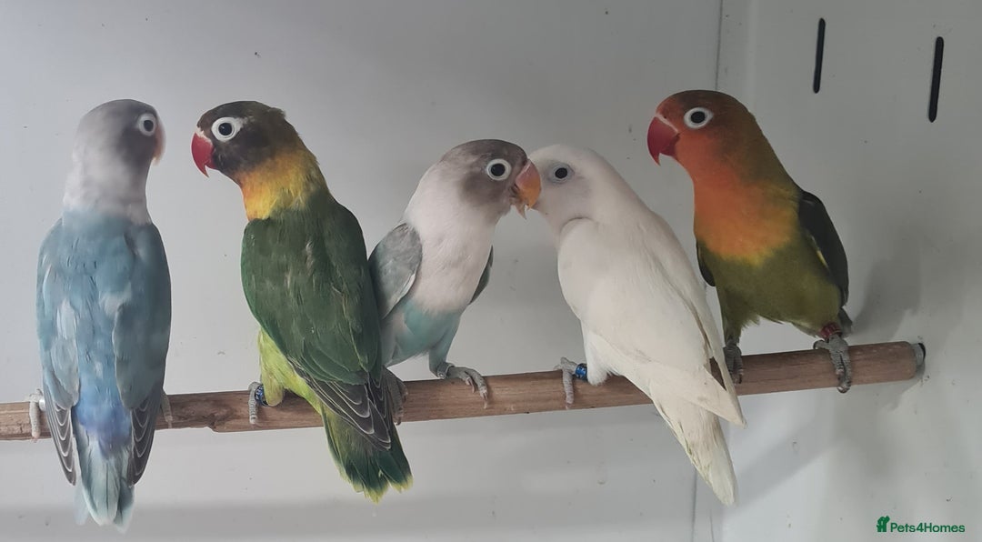 Lovebirds birds for sale: Lovely Lovebirds - Image 8