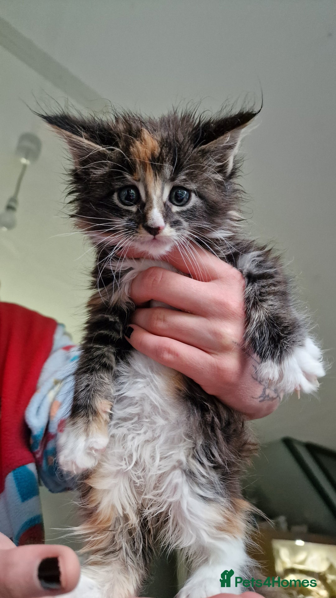 Maine Coon cats for sale: Beautiful Mainecoon kittens  - Advert 6