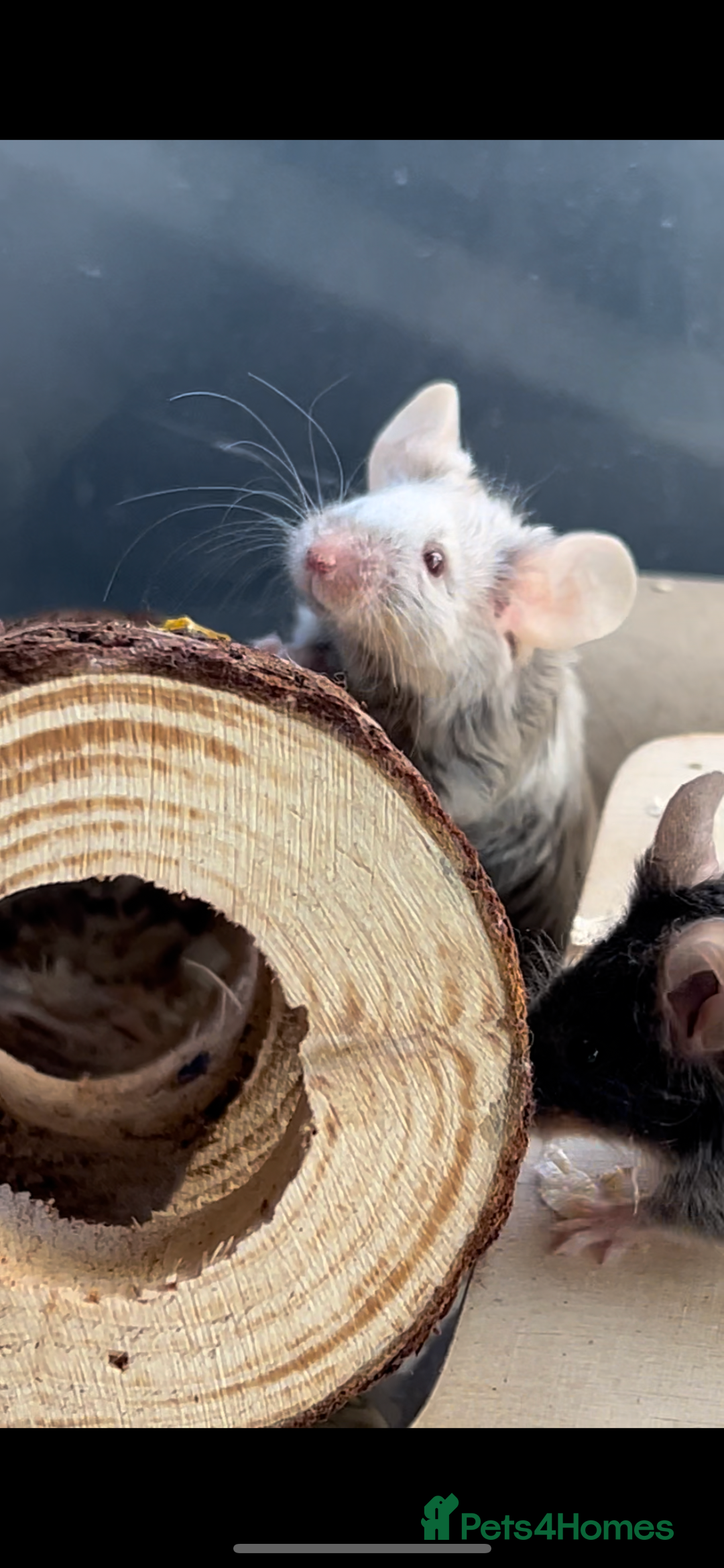 Mouse rodents for sale: 3 female mice with enclosure  - Advert 7