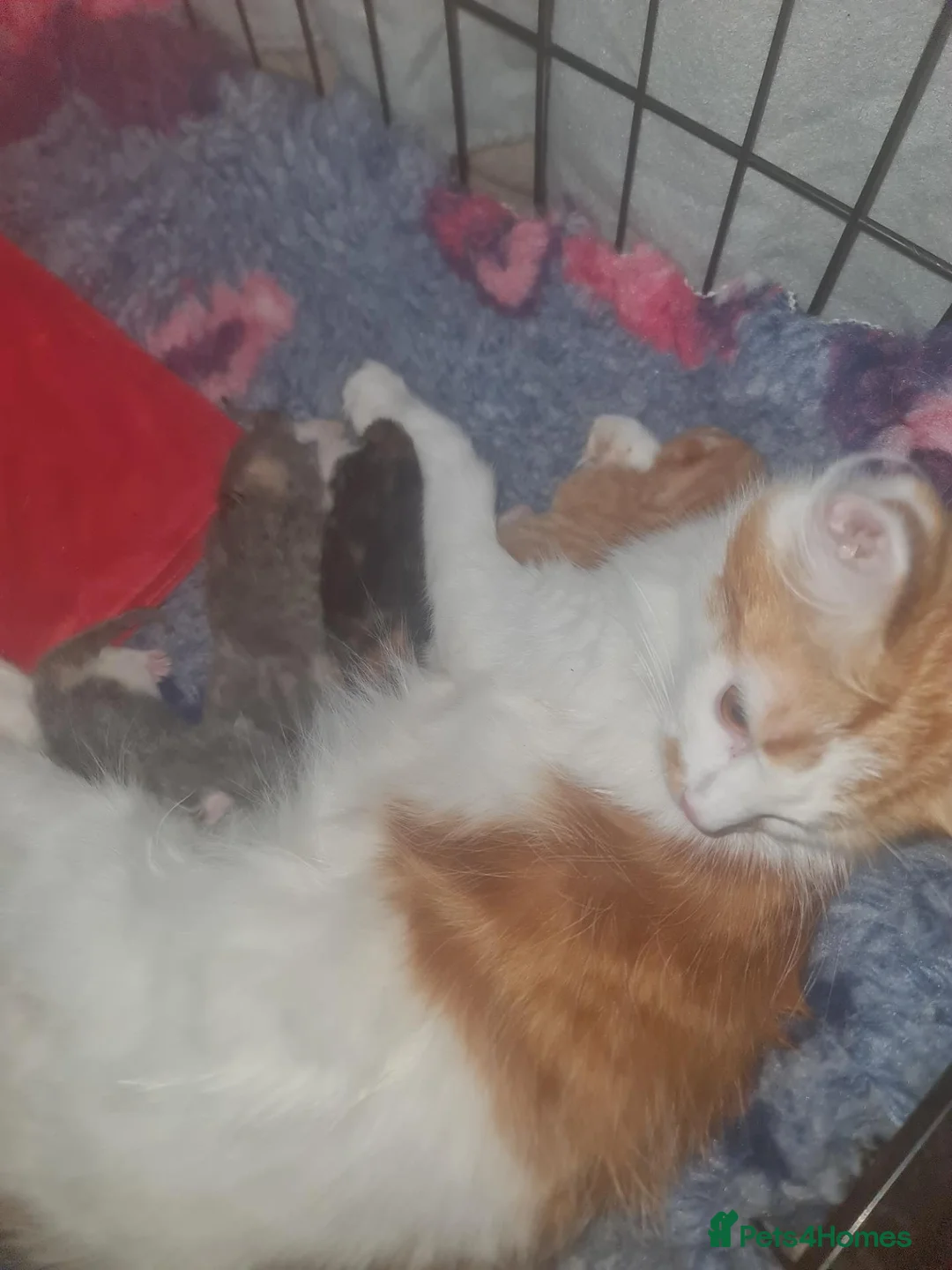 Maine Coon cats for sale: Maine coon x British shorthair kittens - Advert 24